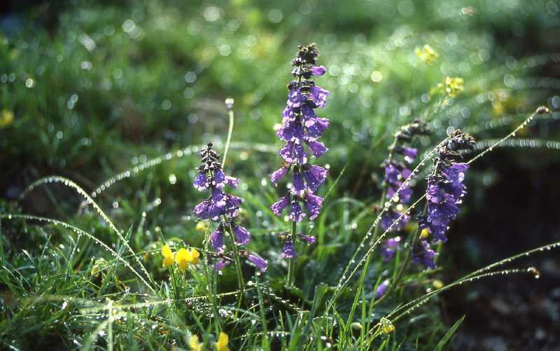 Fiori del Trentino